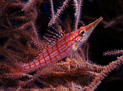 Longnose hawkfish, Bunaken by Doug Anderson 